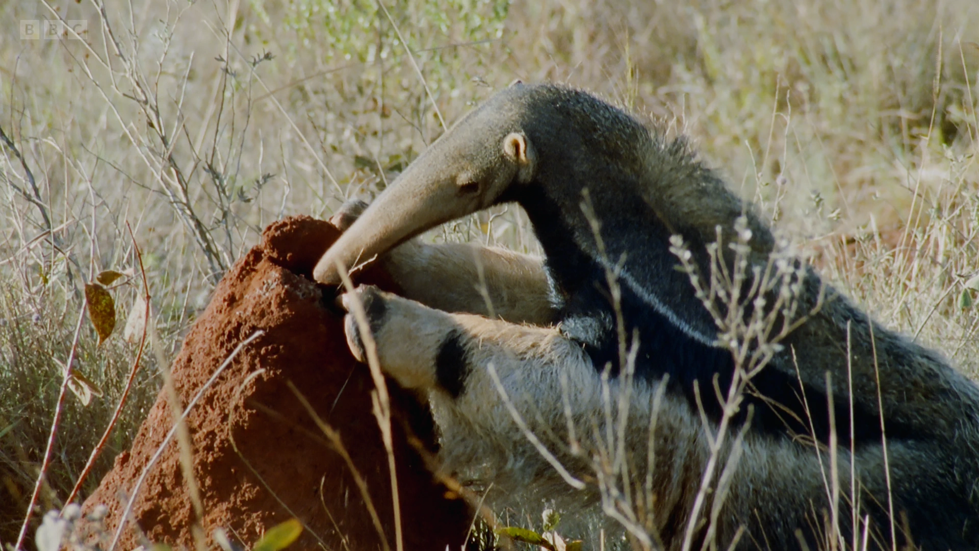 Giant anteater (Myrmecophaga tridactyla) as shown in Planet Earth II - Grasslands